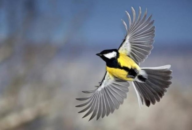 Loài chim tàn bạo bậc nhất thế giới, không hề ăn thịt mà chuyên ăn não con mồi để sống sót, người ta phải gọi nó là 'chim Zoombie'