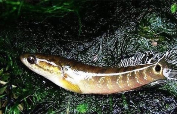 Nó được mệnh danh là 'báu vật giữa các loài cá', nhìn giống như một con cá chạch, bây giờ rất hiếm, hãy trân trọng nếu bạn nhìn thấy nó