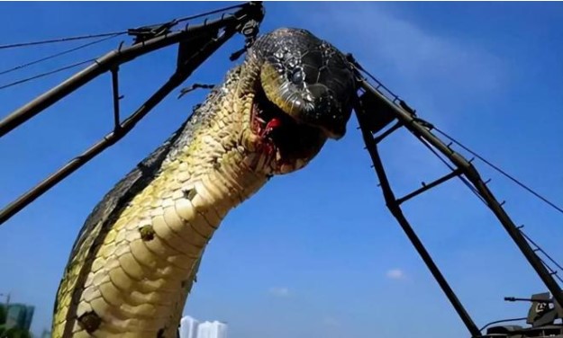 Con rắn lớn nhất thế giới to cỡ nào? Liệu loài mãng xà huyền thoại ở dãy núi Tần Lĩnh có thực sự tồn tại?