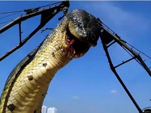 Con rắn lớn nhất thế giới to cỡ nào? Liệu loài mãng xà huyền thoại ở dãy núi Tần Lĩnh có thực sự tồn tại?