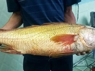 Loài cá được coi là 'báu vật', nằm trong top 5 loài cá đắt nhất thế giới, có con giá hơn 10 tỷ vẫn được đại gia săn đón