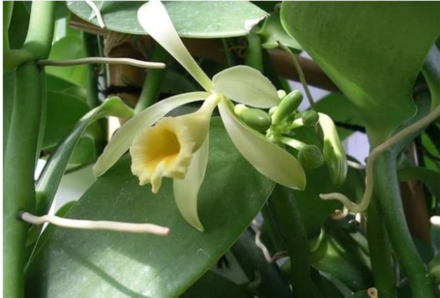 Gia vị đắt thứ 2 thế giới, mỗi năm hoa chỉ nở đúng 1 ngày và Việt Nam đã trồng thành công, giá lên tới 20 triệu/kg