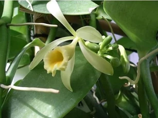 Gia vị đắt thứ 2 thế giới, mỗi năm hoa chỉ nở đúng 1 ngày và Việt Nam đã trồng thành công, giá lên tới 20 triệu/kg