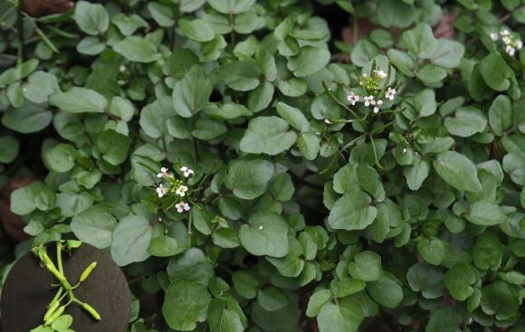 C&#x1EE9; ngh&#x129; &#x111;&#xE2;y l&#xE0; lo&#x1EA1;i rau &#x27;b&#x1EA9;n nh&#x1EA5;t&#x27; ai ng&#x1EDD; &#x27;t&#x1ED1;t nh&#x1EA5;t th&#x1EBF; gi&#x1EDB;i&#x27;, c&#xF3; th&#x1EC3; gi&#xFA;p ng&#x103;n ng&#x1EEB;a ung th&#x1B0;, ch&#x1EE3; Vi&#x1EC7;t b&#xE1;n nhi&#x1EC1;u