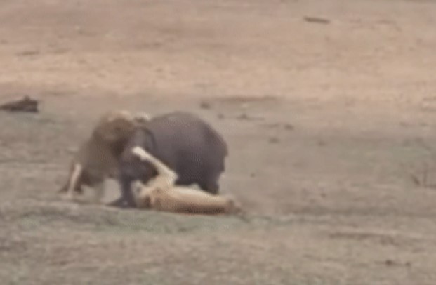 Clip: Cảnh tượng hiếm thấy, hai sư tử đực "cưỡi" trên lưng hà mã khổng lồ - điều gì thực sự xảy ra?