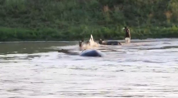 Clip: Linh dương tránh chó hoang lại gặp phải hà mã