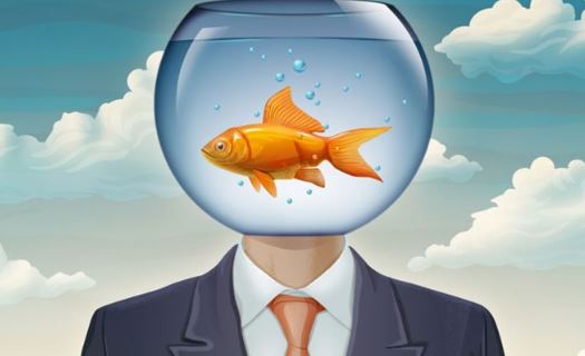 Tại sao lại so sánh người đãng trí với ‘não cá vàng? ‘Não cá vàng’ có thực sự tồi tệ?