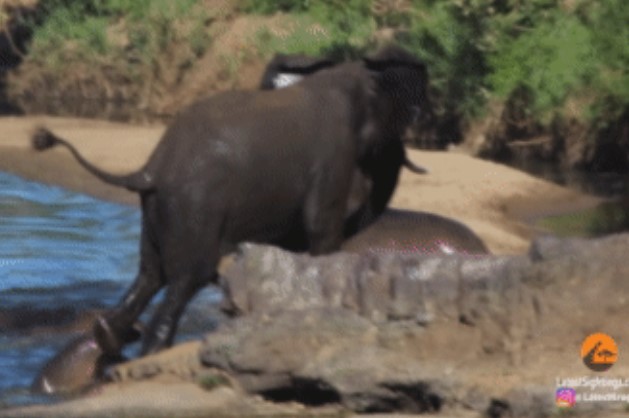 Clip: Cuộc chiến kịch tính bên bờ hồ, hà mã con thoát chết trong gang tấc khi đối đầu với voi
