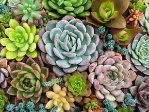 Bốn loại cây bỗng dưng ra hoa là báo 'điềm gở', gia chủ nên cẩn trọng, tránh làm việc lớn