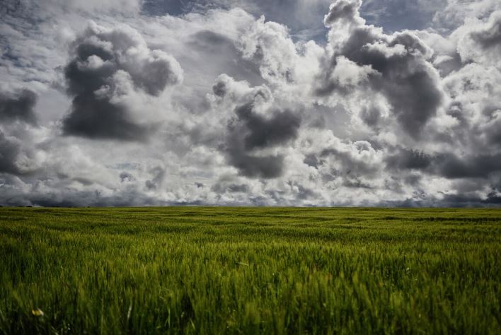 Pháp dự báo sản lượng ngũ cốc giảm mạnh sau mưa lớn kéo dài