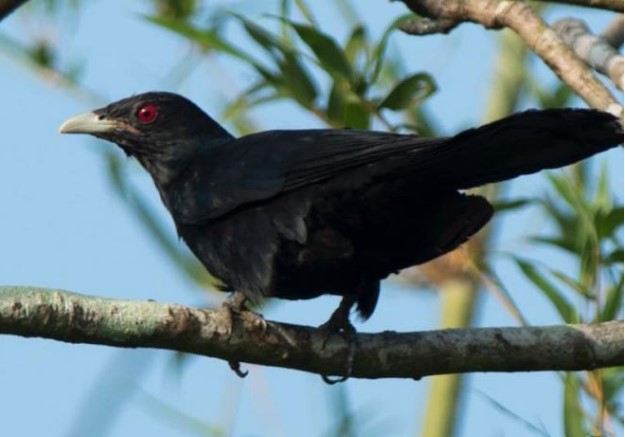 Nham hiểm, độc ác và rất vô trách nhiệm, loài chim này được mệnh danh 'lưu manh' nhất Việt Nam