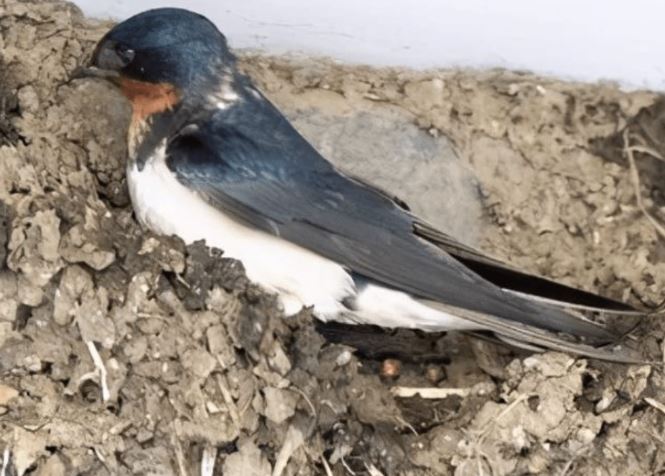 Nếu nhìn thấy 3 loại động vật này trước cửa nhà, tuyệt đối không được làm hại kẻo 'Thần Tài' trách phạt