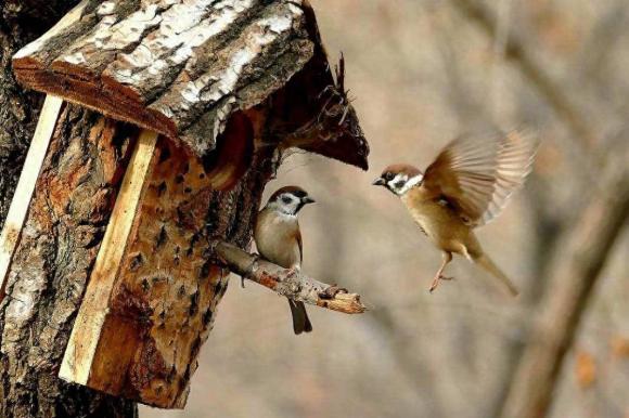 Chim sẻ có rất nhiều, nhưng tại sao xác chim sẻ hiếm khi được tìm thấy? Tìm hiểu về vòng đời đặc biệt của loài chim sẻ