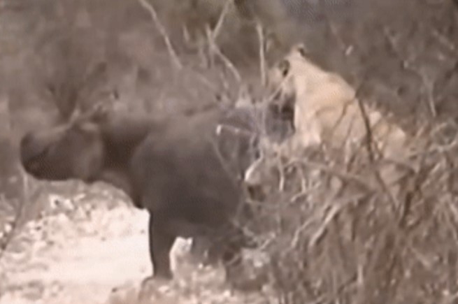 Clip: Hai mẹ con hà mã bị đàn sư tử tấn công - kết cục ra sao?