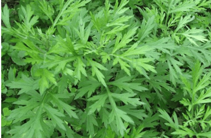 Ngải cứu chữa được rất nhiều bệnh nhưng tác hại không ít nếu ăn sai cách, biết để bảo vệ sức khỏe gia đình