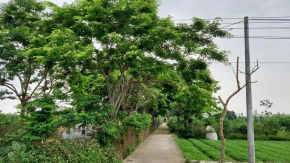 1 làng ở Hà Nội trồng thứ cây có gỗ quý đắt như vàng, phải nuôi cả đàn chó và lắp camera để bảo vệ 'kho báu lộ thiên'