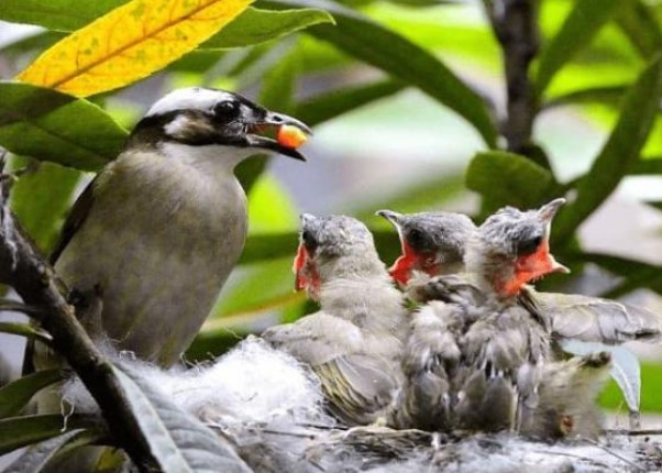 Tại sao chim mẹ luôn bỏ đói một số con khi cho các chim con ăn? Các nhà khoa học: Trí tuệ vĩ đại của loài chim