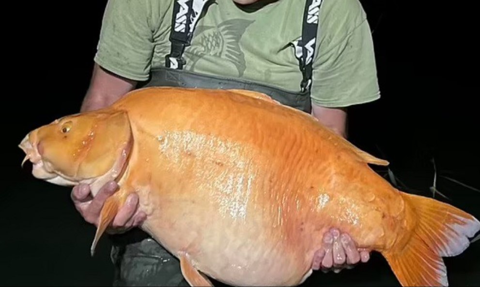 Cần thủ Anh bắt được cá vàng lớn chưa từng thấy