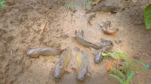 Cá biết “đi” được phát hiện ở nhiều ở vùng nông thôn, chúng xếp hàng trên núi vội vã di chuyển