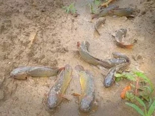 Cá biết “đi” được phát hiện ở nhiều ở vùng nông thôn, chúng xếp hàng trên núi vội vã di chuyển