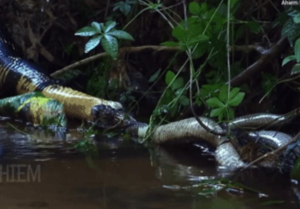 Clip: Hổ mang chúa hạ gục đối thủ nguy hiểm trong nhóm 'Tứ đại nọc độc'
