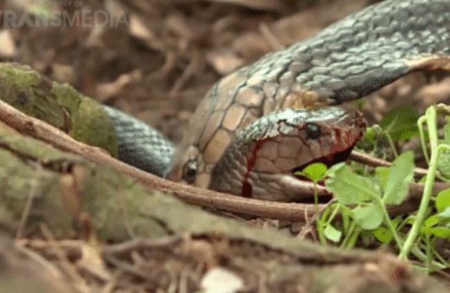 Clip: Cuộc đối đầu đầy kịch tính giữa hai loài hổ mang