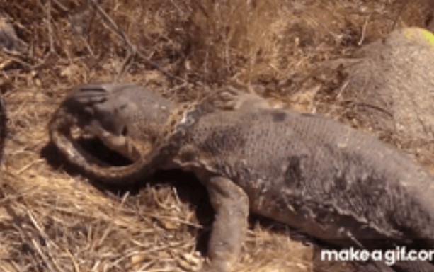 Clip: "Kỳ đà phản đòn hạ gục hổ mang chúa, cái kết đầy bất ngờ trong cuộc đối đầu không cân sức"