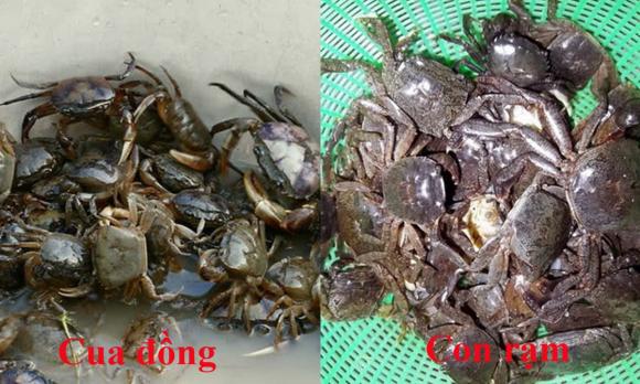 Con cua và con rạm khác nhau thế nào, loại nào ngon hơn? Cách phân biệt để tránh mua nhầm