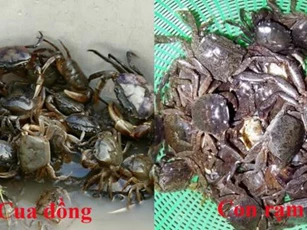 Con cua và con rạm khác nhau thế nào, loại nào ngon hơn? Cách phân biệt để tránh mua nhầm