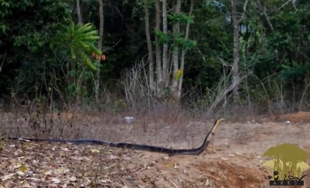 Clip: Cuộc rượt đuổi gay cấn hổ mang chúa săn đuổi con mồi khổng lồ, kết cục thật bất ngờ