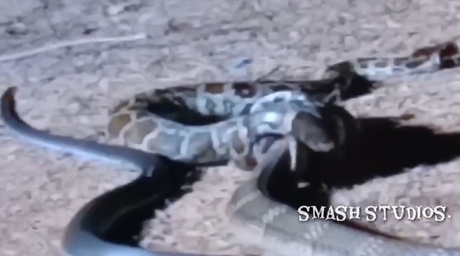 Clip: Hổ mang chúa hoảng hốt bỏ chạy khi con mồi phản công quyết liệt