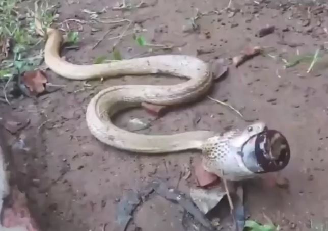 Clip: Hy hữu tình huống rắn hổ mang suýt chết vì nuốt nhầm chai thủy tinh