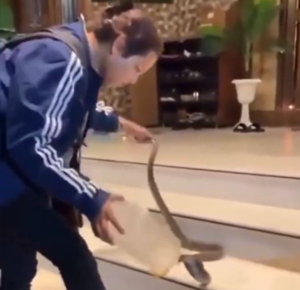 Clip: Cô gái dùng bình nhựa dễ dàng khống chế rắn hổ mang cực độc