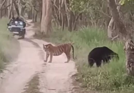 Gấu và hổ Siberia chạm trán ở Ấn Độ và cái kết bất ngờ