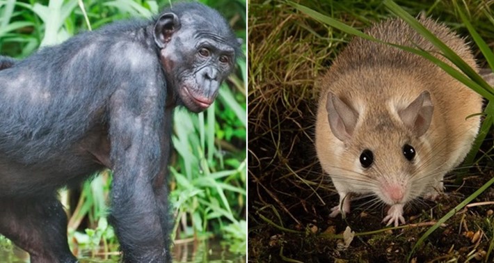 Tại sao ngoài con người, chỉ một số loài động vật mới có kinh nguyệt?