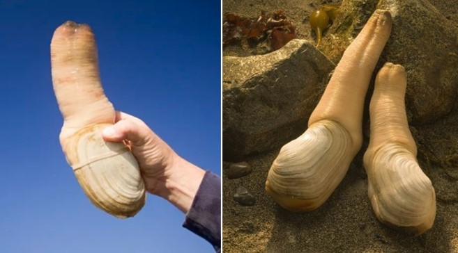 Bí ẩn về loài sinh vật có hình dạng kỳ lạ có thể sống lâu hơn con người