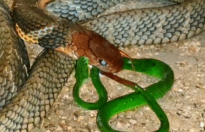 Clip: Cuộc chạm trán giữa rắn lục đuôi đỏ và hổ mang chúa, kỳ tích có thể xảy ra?