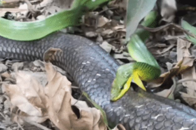 Clip: Cuộc đối đầu định mệnh, rắn xanh phản công khi bị hổ mang chúa tấn công