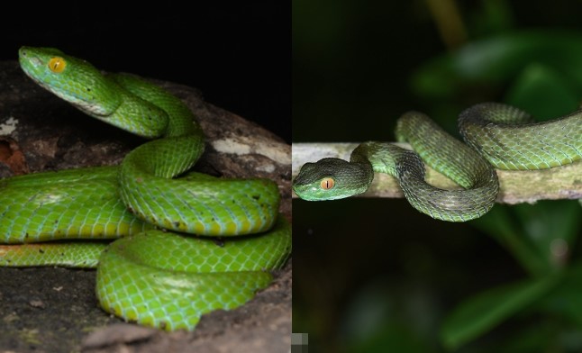 Việt Nam gây chấn động khi phát hiện loại rắn độc mới, khoa học thế giới sửng sốt vì ngoại hình kỳ lạ