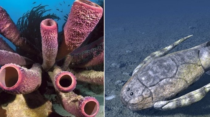 Bí mật hàng trăm triệu năm được tiết lộ về loài động vật đầu tiên biết giao phối trên Trái Đất