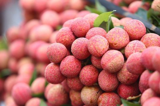 Việt Nam có 1 loại quả Dương Quý Phi thích mê nhưng Trung Quốc không trồng nổi, xưa chỉ vua chúa mới được ăn