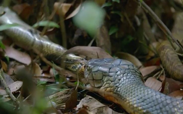 Clip: Ớn lạnh cảnh rắn hổ mang chúa cái ăn thịt rắn hổ mang