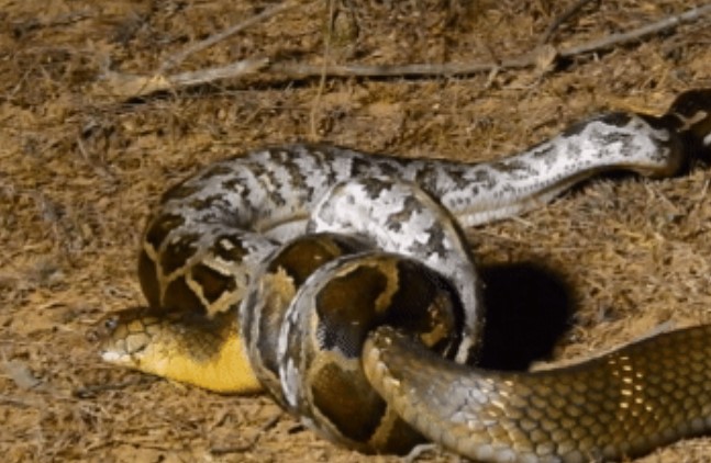 Clip: Cuộc chạm trán kịch tính giữa hổ mang chúa 4 mét đối đầu trăn đá, ai sẽ là kẻ chiến thắng?