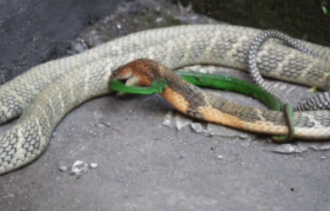 Clip: Hổ mang chúa trấn áp bầy rắn lục đuôi đỏ, nuốt gọn con mồi bất chấp nọc độc