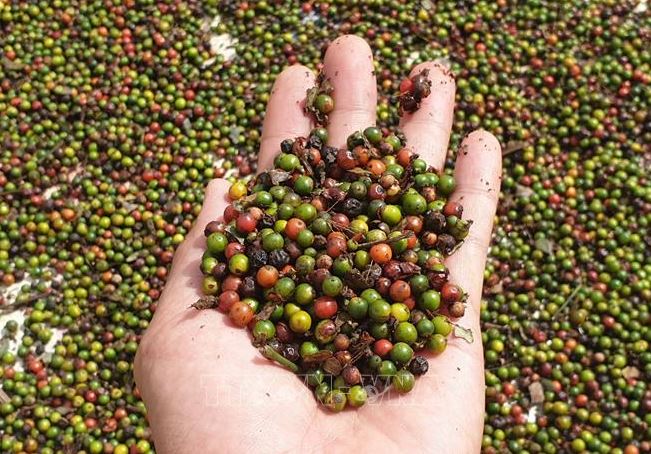 Dự báo hồ tiêu sớm trở lại nhóm ngành hàng tỷ đô