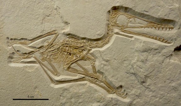 “Quái vật bay thất lạc” 150 triệu tuổi xuất hiện ở Đức