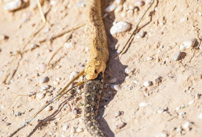 Rắn hổ mang đối đầu rắn độc, kẻ thua cuộc bị nuốt chửng