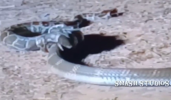 Clip: Hổ mang chúa hoảng sợ bỏ chạy trước sự phản công quyết liệt của con mồi 'cứng đầu'