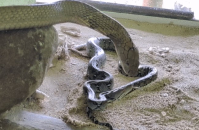 Clip: Cuộc chạm trán kịch tính của trăn vua khi bị nhốt cùng hổ mang chúa, Điều Gì Đã Xảy Ra?