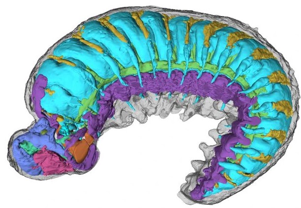 Trung Quốc: Lộ diện sinh vật lạ 520 triệu tuổi còn nguyên bộ não